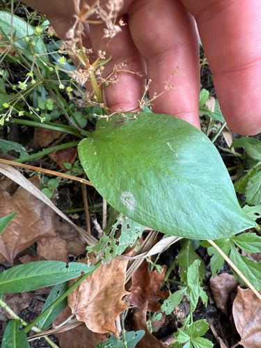 Alisma subcordatum, photograph 4