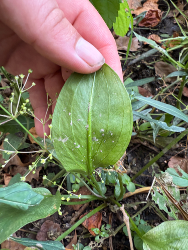 Alisma subcordatum, photograph 5