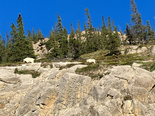 Mountain Goat