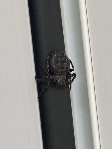 Walnut Orbweaver