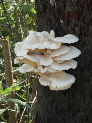 Lentinus squarrosulus observed 2026-09-05