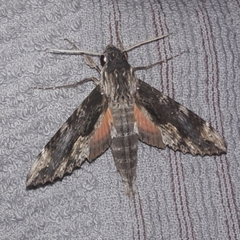 Erinnyis oenotrus