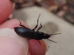 Pterostichus mutus