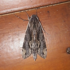 Erinnyis oenotrus