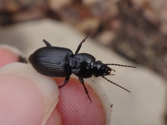 Pterostichus mutus