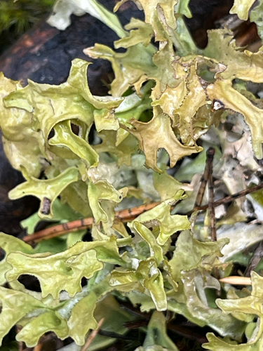 Iceland Lichen