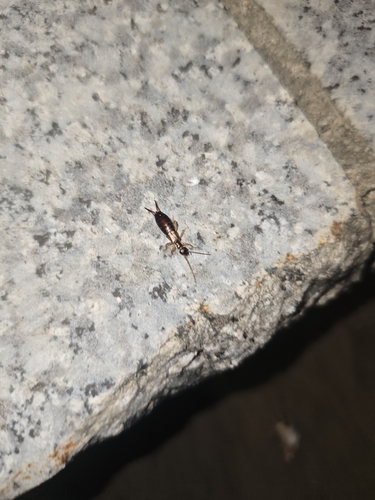Forficula vicaria