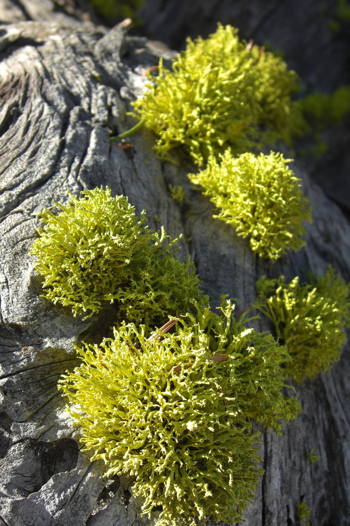 Wolf Lichens (Macrolichens Genera Of The Pacific Northwest ) · INaturalist