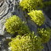 Wolf Lichens - Photo (c) Jason Hollinger, some rights reserved (CC BY)