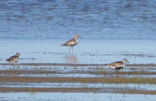 iNaturalist image