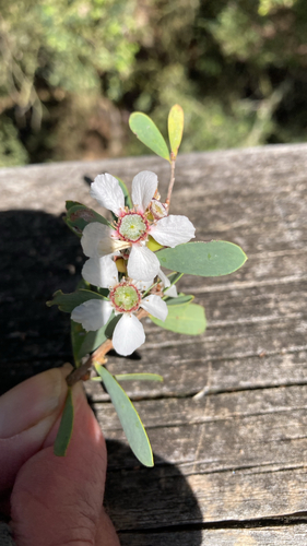 Coast Teatree