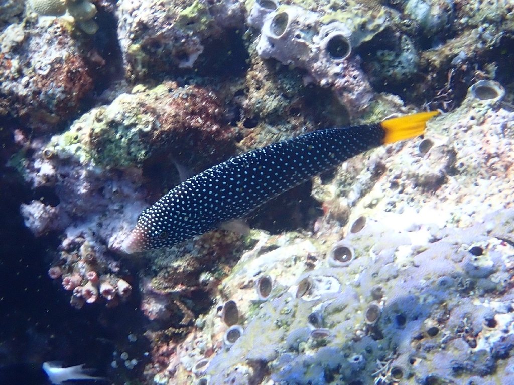 Yellowtail wrasse