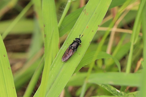 Black Soldier Fly