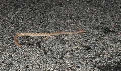 Crotalus ruber ruber