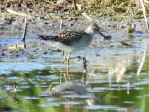 iNaturalist image