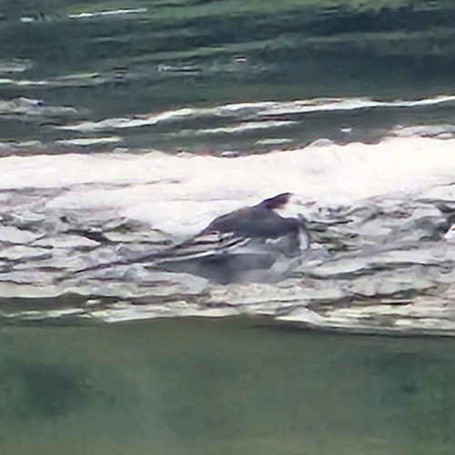 Pied Wagtail