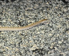 Arizona elegans eburnata