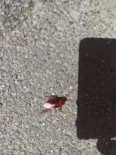 American Cockroach
