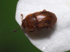 Epuraea aestiva