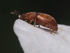 Epuraea aestiva