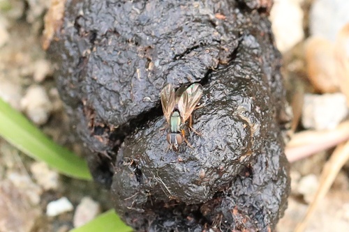 Rivellia apicalis