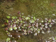 Spirodela polyrhiza