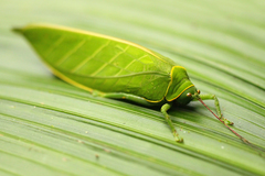 Rhomboptera honorabilis