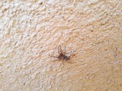 Herpyllus propinquus