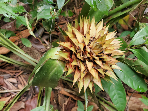 Aechmea magdalenae