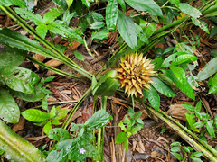 Aechmea magdalenae, photograph (c) Tom Field, some rights reserved (CC BY)