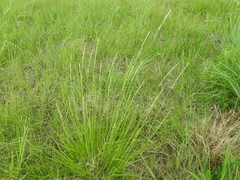 Eriochloa sericea