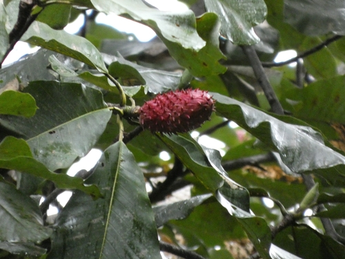 Magnolia obovata, photograph 6