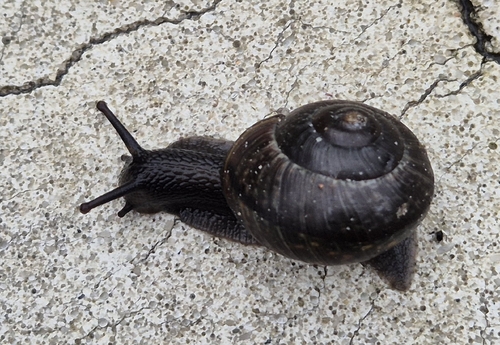 Copse Snail