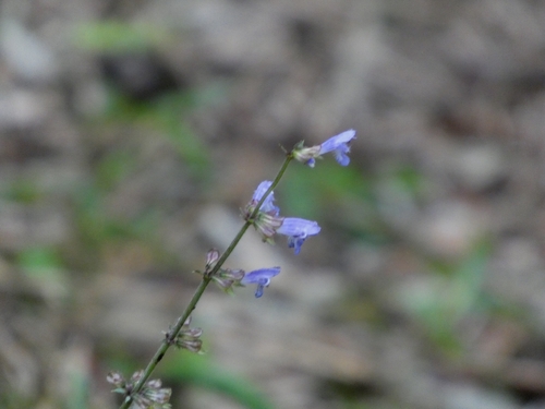 Salvia japonica, photograph 1