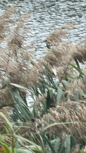 common reed