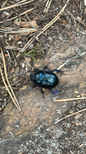 Woodland Dor Beetle