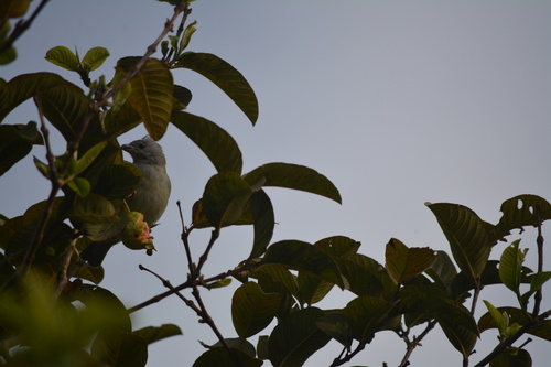 Sayaca Tanager
