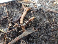 Stigmatomma pallipes