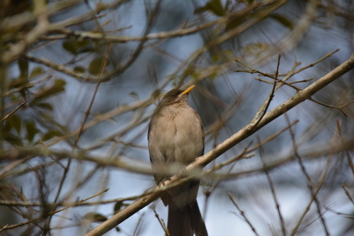 Creamy-bellied Thrush