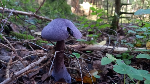 violet webcap