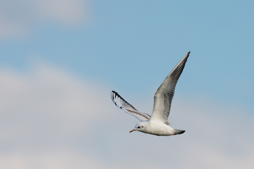 Black-headed Gull