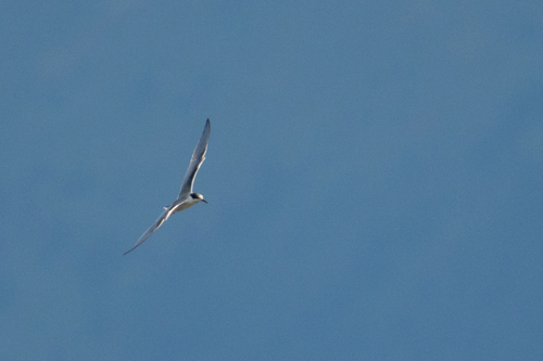 Common Tern