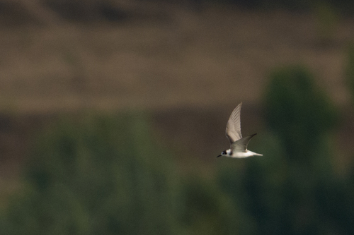 Black Tern