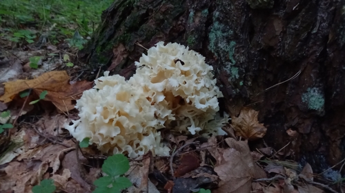 Cauliflower Fungus