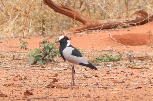 iNaturalist image