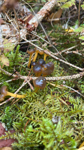 Ochre Jelly Club