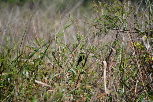 Chestnut-capped Blackbird