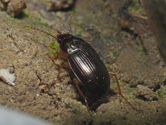 Amara bifrons