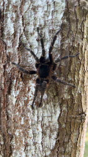 Common Puerto Rican Brown Tarantula