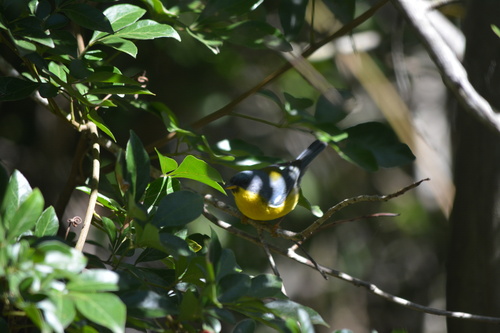 Tropical Parula